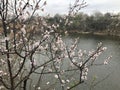 Flowering apricot tree on the lake Royalty Free Stock Photo