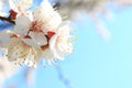 Flowering apricot tree on sky background