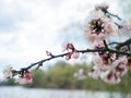 Flowering apricot tree in spring - white flowering