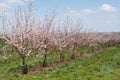 Flowering apricot trees