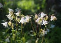 The Flowering of Aquilegia columbine in the garden