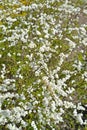 Flowering Argut Spiraea Spiky Spiraea arguta