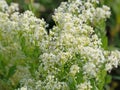 Flowering arrow cress, Lepidium draba Royalty Free Stock Photo