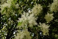 Flowering ash Fraxinus ornus in spring Royalty Free Stock Photo