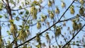 Flowering of ash-leaved maple tree in late April