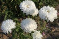 Flowering asters