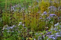 flowering asters in the flower bed form a monoculture, a carpet of flowers.