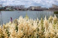 Flowering astilbe in city park. White flowers of Astilbe japonica - false goat beard, false spirea