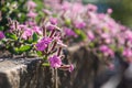 Flowering aubrieta in bright sunshine. Beautiful small pink flowers blooming in the sun rays on the brick wall