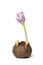 Flowering autumn crocus Royalty Free Stock Photo