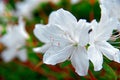 Flowering of Azalea. Snow-white buds against the background of green foliage. White petals of delicate flowers. Royalty Free Stock Photo