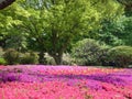 Flowering azaleas and a maple tree at the imperial palace, tokyo