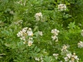 Flowering baby rose bush - Rosa multiflora Royalty Free Stock Photo