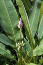 Flowering banana, Musa ornata, on tropical garden, Rio de Janeiro