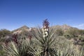 Flowering Banana Yucca plant Royalty Free Stock Photo