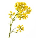 Flowering Barbarea vulgaris or Yellow Rocket plant