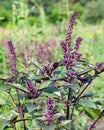 Flowering basil bush Royalty Free Stock Photo