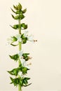 Flowering basil stalk Royalty Free Stock Photo
