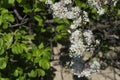 Flowering beach plums and sea roses on new england