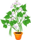 Flowering bean plant in flower pot with green leaves and pods