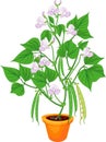 Flowering bean plant in flower pot with green leaves and pods isolated