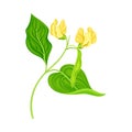 Flowering Bean Plant with Hanging Pod and Blooming Flowers as Vegetable Crop Vector Illustration