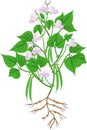 Flowering bean plant with root system and pods