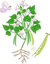 Flowering bean plant with root system and pods