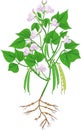 Flowering bean plant with root system and pods