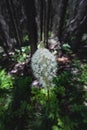 Flowering Bear Grass in Dark Forest