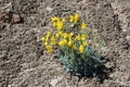 Flowering Bear Poppy (Arctomecon californica) growing in microbiotic soil near Lake Mead, Nevada