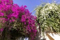 Flowering beautiful bush of bougainvillea on a famous street in Plaka, Athens, Greece Royalty Free Stock Photo