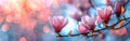Flowering Beauty of Spring: Magnificent Magnolia Blossoms in Full Bloom Royalty Free Stock Photo