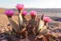 Flowering Beaver Tail Cactus Opuntia basilaris Royalty Free Stock Photo
