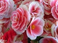 Flowering Begonia light pink indoor flower. Close up view of bloom background.