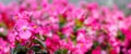 Flowering begonia. Pink begonias with raindrops on the flowerbed. Floral background, panorama