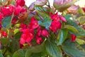 Flowering begonia semperflorens.