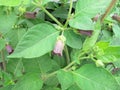 Flowering Belladonna, Atropa belladonna