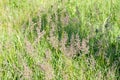 Flowering bentgrass with purple inflorescence in a meadow Royalty Free Stock Photo