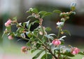 Flowering berry bush Blueberry high lat. Vaccinium corymbosum Royalty Free Stock Photo