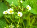 Flowering berry Victoria