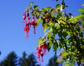 Flowering bi-color fushia shrub