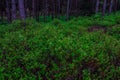 Flowering bilberry bushes in the forest. Background.