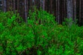 Flowering bilberry bushes in the forest. Background.