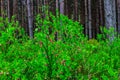 Flowering bilberry bushes in the forest. Background.