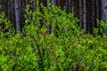 Flowering bilberry bushes in the forest. Background.