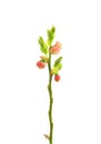 Flowering bilberry (Vaccinium myrtillus) Royalty Free Stock Photo