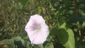 Flowering bindweed, climbing plants. A single flower