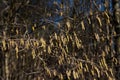 Flowering birch branch early spring