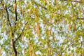 Flowering birch. strong allergen. birch buds bloom in the spring